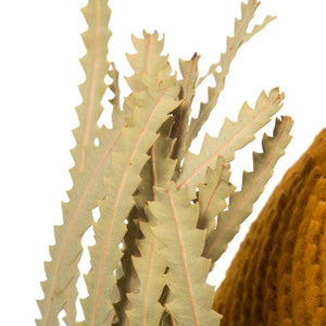 12"-18" Aspen Gold Preserved Banksia Flower (3 pack) 3