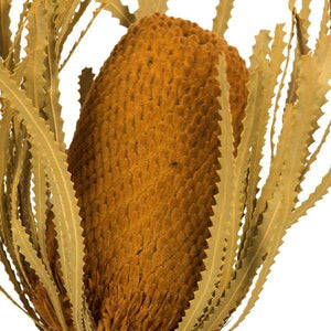 12"-18" Aspen Gold Preserved Banksia Flower (3 pack) 2