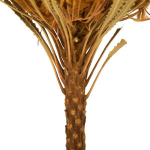 12"-18" Aspen Gold Preserved Banksia Flower (3 pack) 3