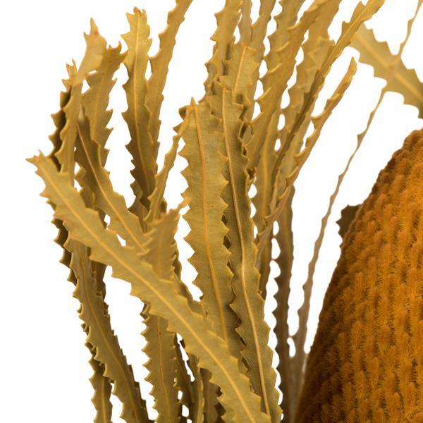 12"-18" Aspen Gold Preserved Banksia Flower (3 pack) 4