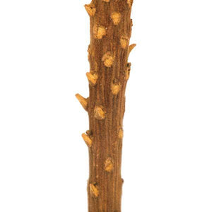 12"-18" Aspen Gold Preserved Banksia Flower (3 pack) 5