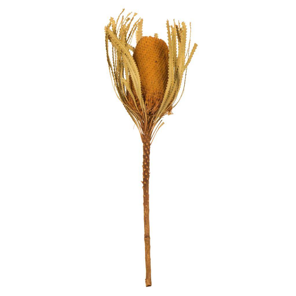 12"-18" Aspen Gold Preserved Banksia Flower (3 pack) 1