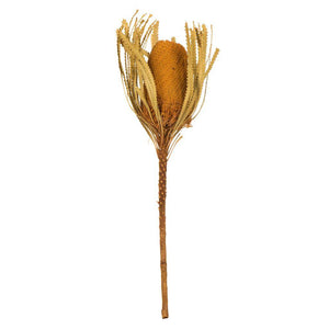 12"-18" Aspen Gold Preserved Banksia Flower (3 pack) 1