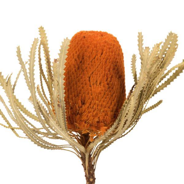 12"-18" Autumn Preserved Banksia Flower (3 pack) 2