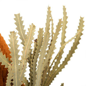 12"-18" Autumn Preserved Banksia Flower (3 pack) 3
