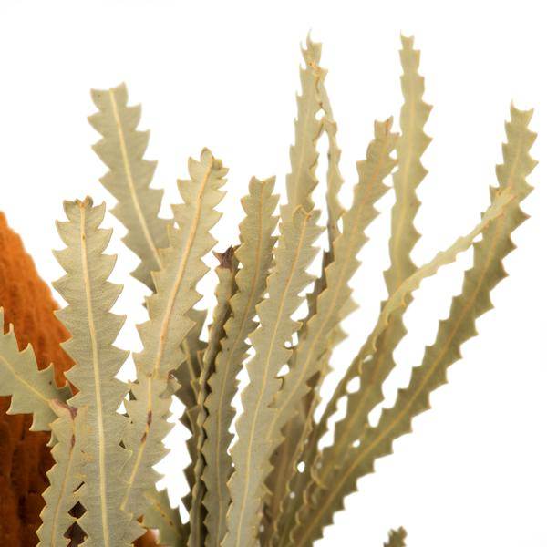 12"-18" Autumn Preserved Banksia Flower (3 pack) 3