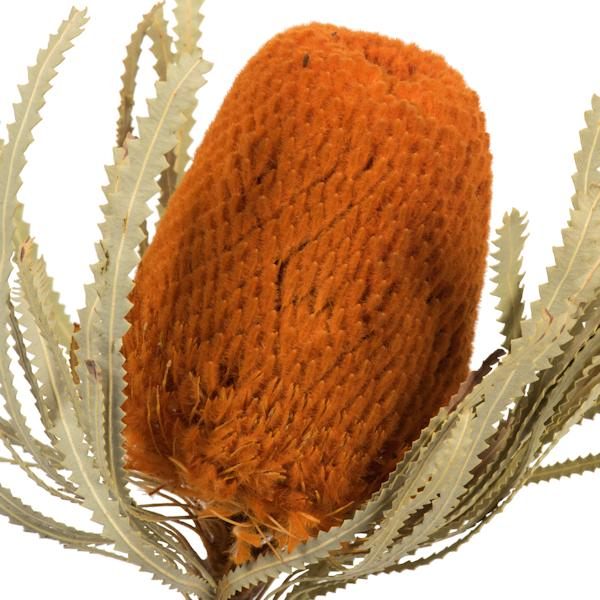 12"-18" Autumn Preserved Banksia Flower (3 pack) 4