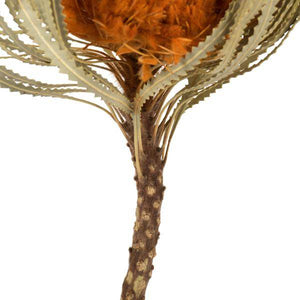 12"-18" Autumn Preserved Banksia Flower (3 pack) 5