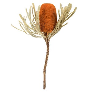 12"-18" Autumn Preserved Banksia Flower (3 pack) 1