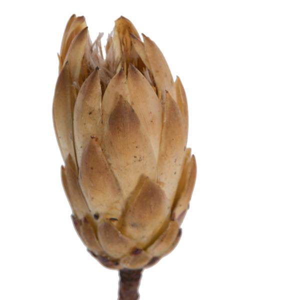 14" Cream Repens Natural Stem (6 Pack) 2