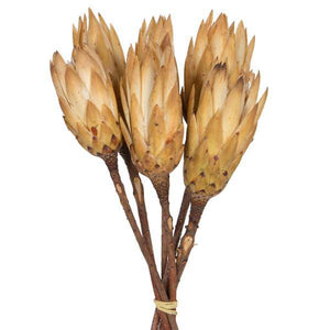 14" Cream Repens Natural Stem (6 Pack) 3
