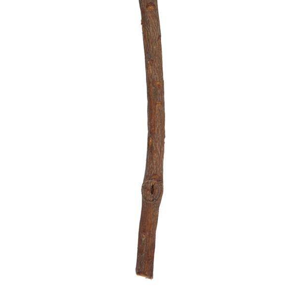 14" Cream Repens Natural Stem (6 Pack) 4