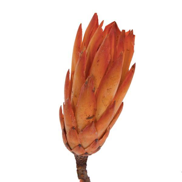 14" Nectarine Repens Natural Stem (6 Pack) 2