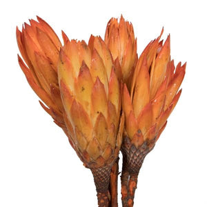 14" Nectarine Repens Natural Stem (6 Pack) 3