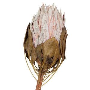11-13" Blush King Protea Stem (2 Pack) 2