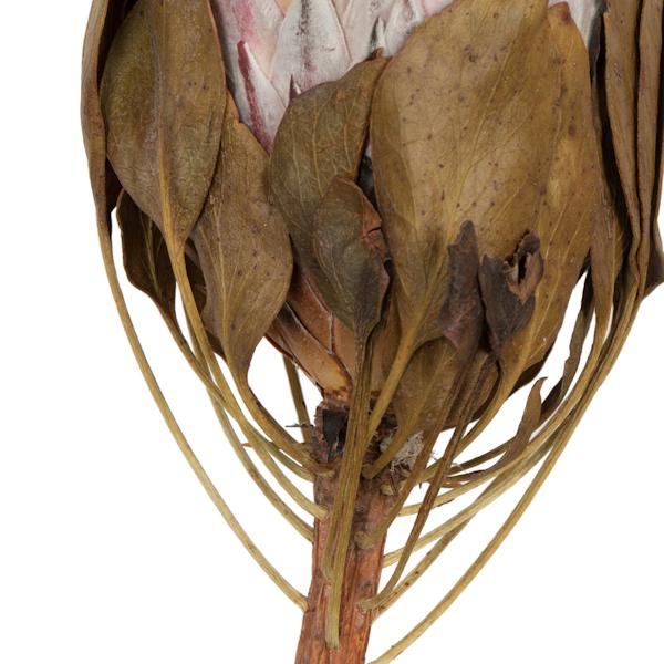 11-13" Blush King Protea Stem (2 Pack) 4
