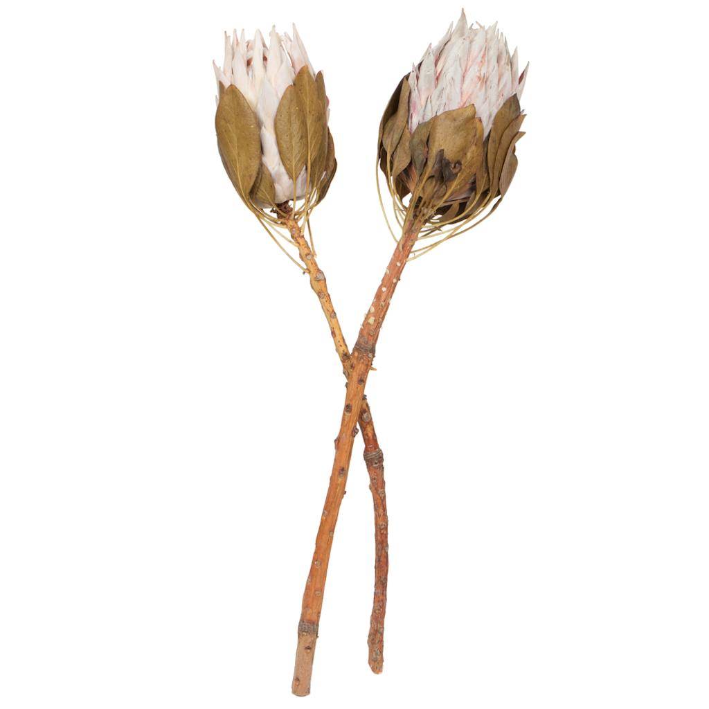 11-13" Blush King Protea Stem (2 Pack) 1