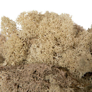2Lbs Natural Moss Dried and Preserved Natural Botanicals 2