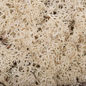 2Lbs Natural Moss Dried and Preserved Natural Botanicals 3