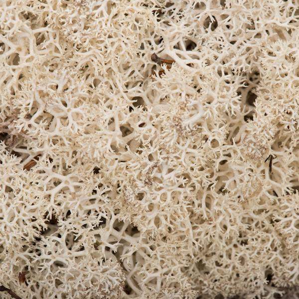 2Lbs Natural Moss Dried and Preserved Natural Botanicals 3