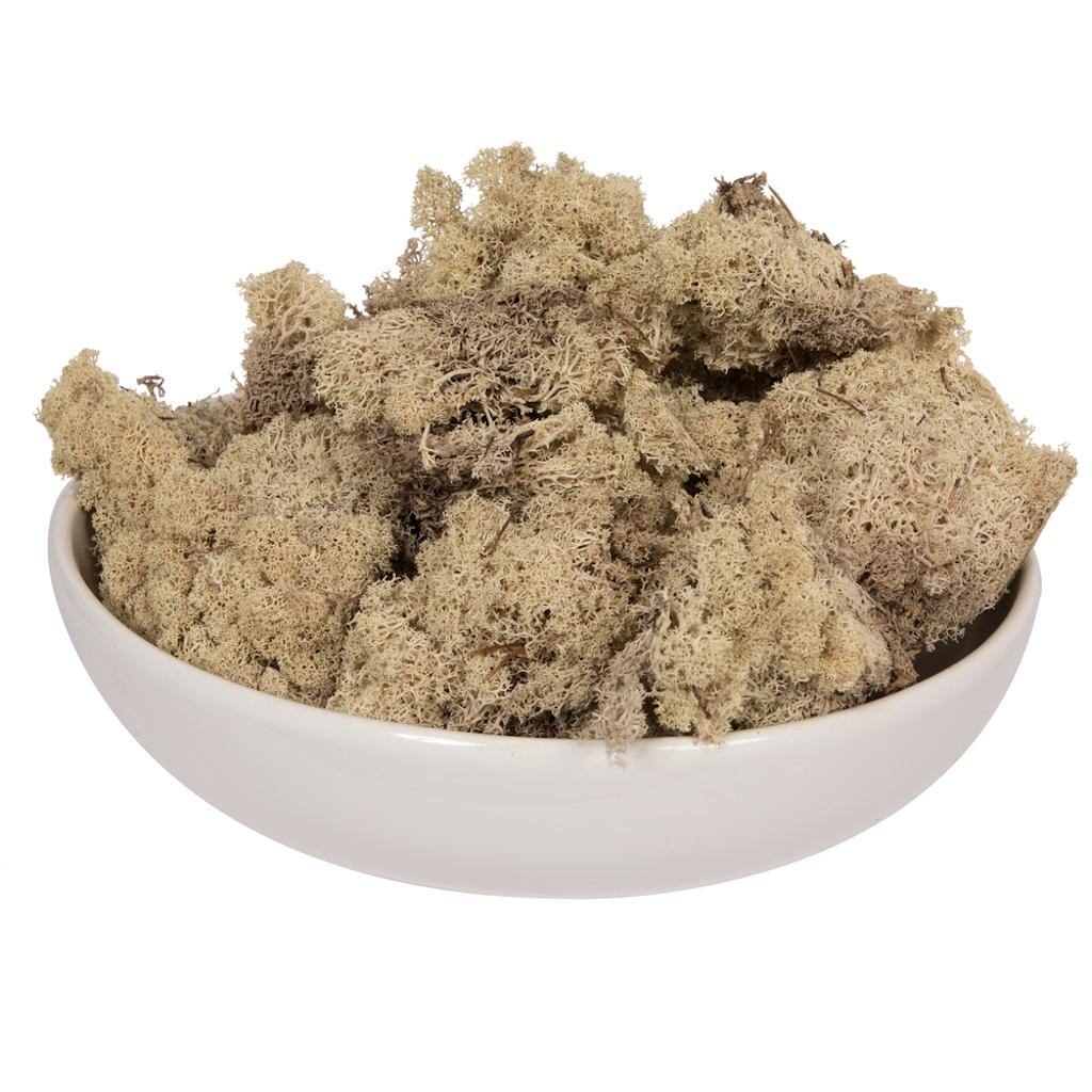 2Lbs Natural Moss Dried and Preserved Natural Botanicals 1