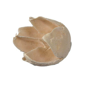 0.78" Bakuli Bleached Pod (3.3Lb Pack) 2