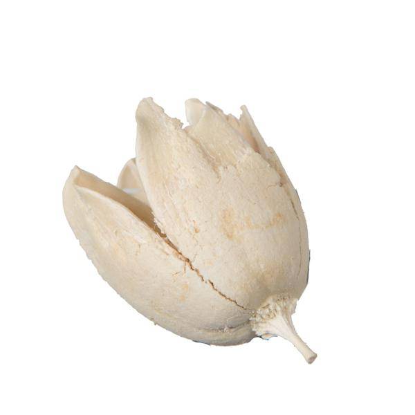 0.78" Bakuli Bleached Pod (3.3Lb Pack) 3