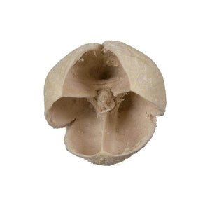 0.78" Bakuli Bleached Pod (3.3Lb Pack) 1