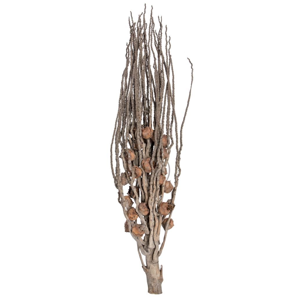 32" Coco Jhar Natural (10 Pack) 1
