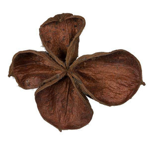 3.2"-4" Land Lotus (50 pack) 2