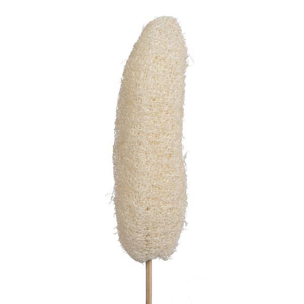 20" Bleached Luffa on Stem (25 Pack) 2
