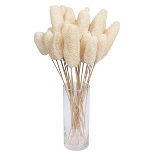 20" Bleached Luffa on Stem (25 Pack) 3