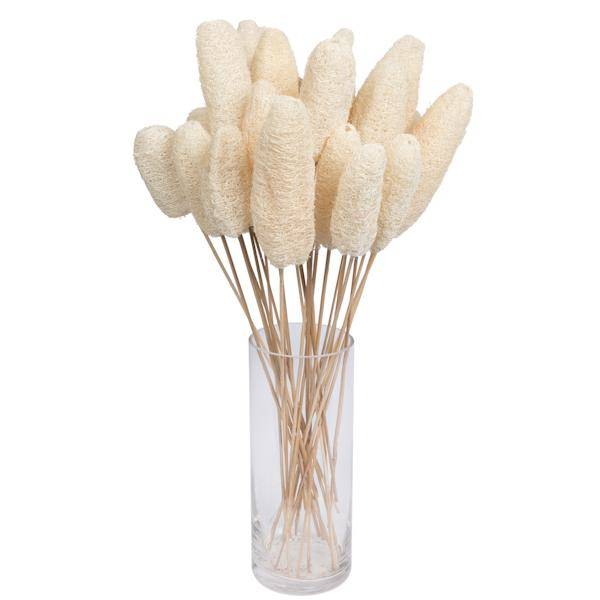 20" Bleached Luffa on Stem (25 Pack) 3
