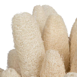 20" Bleached Luffa on Stem (25 Pack) 4