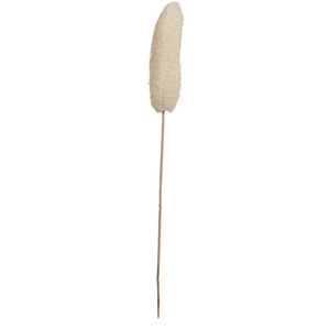 20" Bleached Luffa on Stem (25 Pack) 1