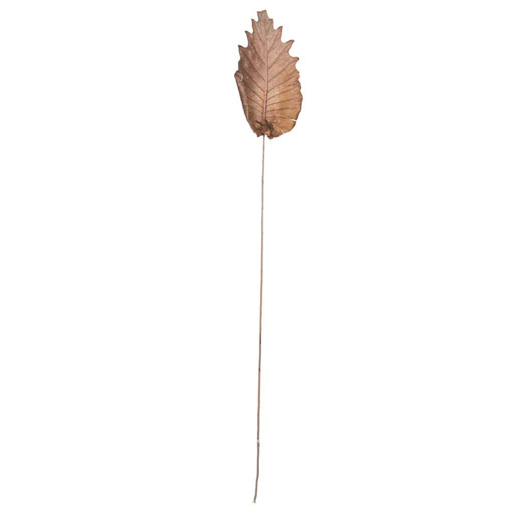20" Oak Leaf Natural Ting (100 Pack) 1