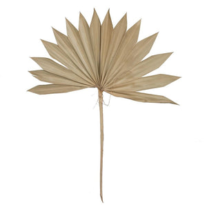 20" Palm Sun Spear Natural Spear (50 pack) 1