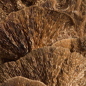 4"-6" Sponge Mushroom on 20" Stem (50 pack) 4