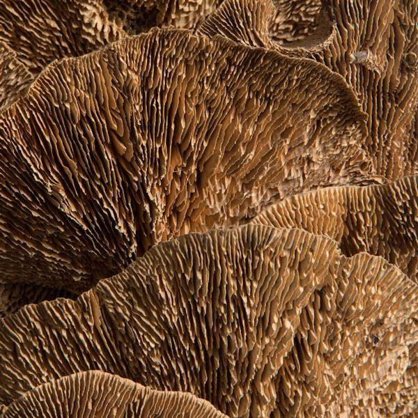 4"-6" Sponge Mushroom on 20" Stem (50 pack) 4