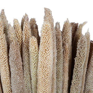 24" Babala Natural Stems (75 pack) 2