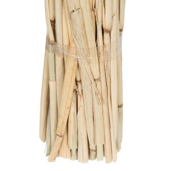 24" Babala Natural Stems (75 pack) 3