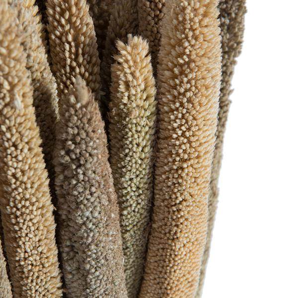 24" Babala Natural Stems (75 pack) 4