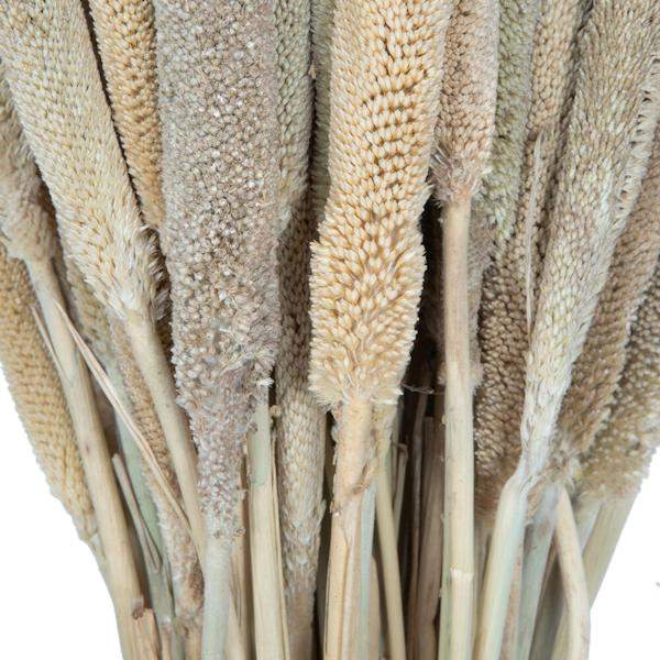 24" Babala Natural Stems (75 pack) 5