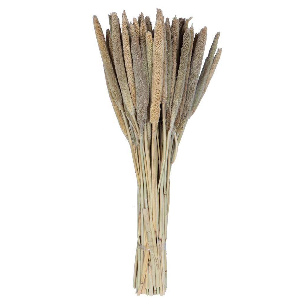24" Babala Natural Stems (75 pack) 1