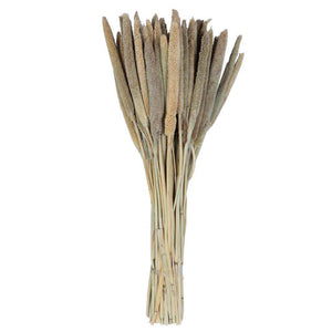 24" Babala Natural Stems (75 pack) 1