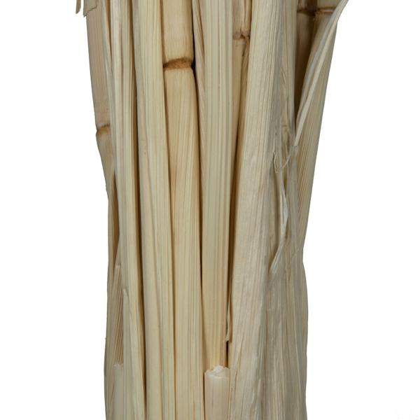 24" Babala Bleached Stems (50 pack) 3