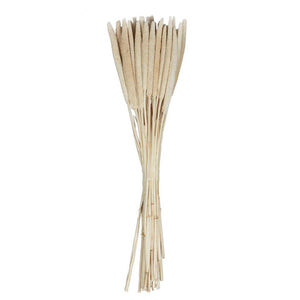24" Babala Bleached Stems (50 pack) 1