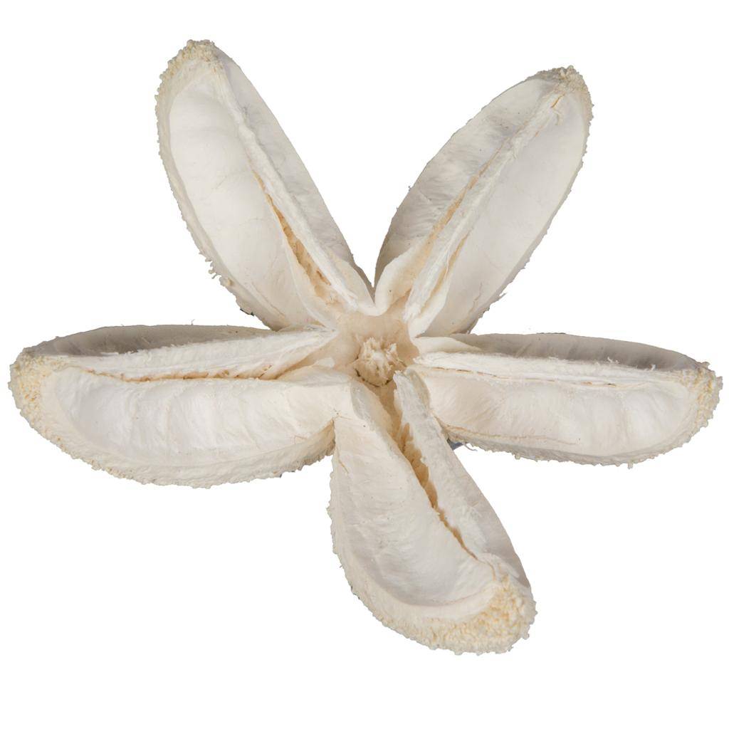 2.36" Bullet Flower Bleached on Stem (50 Pack) 1