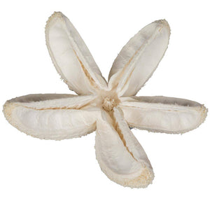 2.36" Bullet Flower Bleached on Stem (50 Pack) 1