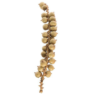 6"-8" Natural Canella (25 Pack) 2